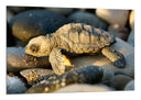 Cuadro Animal Cria de Tortuga en Piedras de Playa