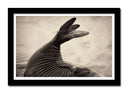 Cuadro enmarcado negro Animal Cola de Foca Blanco y Negro Playa