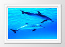 Cuadro enmarcado blanco delfines en el oceano, mar, salvaje, naturaleza