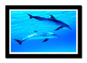 Cuadro enmarcado negro delfines en el oceano, mar, salvaje, naturaleza