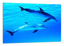 Cuadro delfines en el oceano, mar, salvaje, naturaleza