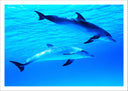 Lámina delfines en el oceano, mar, salvaje, naturaleza
