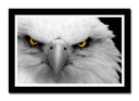Cuadro enmarcado negro aguila imperial blanca, ojos amarilo, salvaje, naturaleza, animal