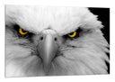 Cuadro aguila imperial blanca, ojos amarilo, salvaje, naturaleza, animal