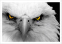 Lámina aguila imperial blanca, ojos amarilo, salvaje, naturaleza, animal