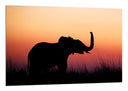 Cuadro paisaje cria de elefante en atardecer, salvaje, animal, naturaleza