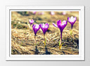 Cuadro enmarcado blanco Decoracion de Flores Moradas Naturaleza