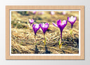 Cuadro enmarcado natural Decoracion de Flores Moradas Naturaleza