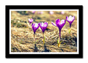 Cuadro enmarcado negro Decoracion de Flores Moradas Naturaleza