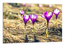 Cuadro Decoracion de Flores Moradas Naturaleza