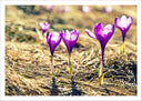Lámina Decoracion de Flores Moradas Naturaleza