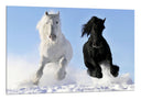 Cuadro caballo blanco y negro galopando en la nieve, salvaje, naturaleza