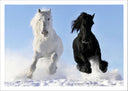 Lámina caballo blanco y negro galopando en la nieve, salvaje, naturaleza