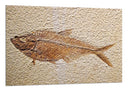 Cuadro pez fosil, aarqueologia, peces