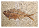 Lámina pez fosil, aarqueologia, peces
