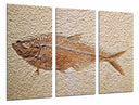 Tríptico pez fosil, aarqueologia, peces