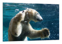 Cuadro oso polar buceando, nadar, pesca, salvaje, oceano