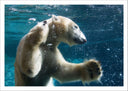 Lámina oso polar buceando, nadar, pesca, salvaje, oceano