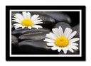 Cuadro enmarcado negro imagen margaritas sobre fondo de piedra,spa,relax,zen