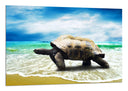 Cuadro tortuga en la playa, mar, oceano, salvaje, tropical
