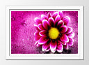Cuadro enmarcado blanco Decorarion Flor, Margarita Rosa