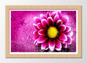 Cuadro enmarcado natural Decorarion Flor, Margarita Rosa