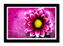 Cuadro enmarcado negro Decorarion Flor, Margarita Rosa