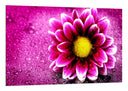 Cuadro Decorarion Flor, Margarita Rosa