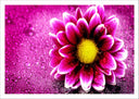 Lámina Decorarion Flor, Margarita Rosa