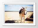 Cuadro enmarcado blanco burro en el desierto , animal, naturaleza