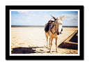 Cuadro enmarcado negro burro en el desierto , animal, naturaleza
