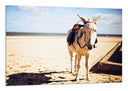 Cuadro burro en el desierto , animal, naturaleza
