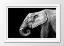 Cuadro enmarcado blanco elefante blanco y negro , animal, decoracion