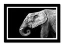 Cuadro enmarcado negro elefante blanco y negro , animal, decoracion
