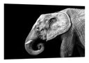 Cuadro elefante blanco y negro , animal, decoracion