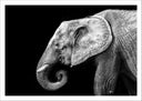 Lámina elefante blanco y negro , animal, decoracion