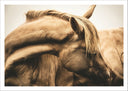 Lámina animal caballo marron, naturaleza