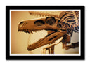 Cuadro enmarcado negro fosil dinosaurio t-rex, arqueologia, animal, salvaje
