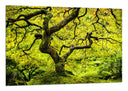 Cuadro oriental arbol ,verde, paisaje, naturaleza, relajacion