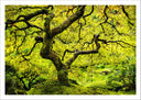 Lámina oriental arbol ,verde, paisaje, naturaleza, relajacion