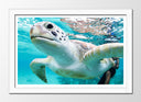 Cuadro enmarcado blanco tortuga en el oceano, tropical, salvaje, naturaleza, animal