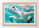 Cuadro enmarcado natural tortuga en el oceano, tropical, salvaje, naturaleza, animal