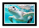 Cuadro enmarcado negro tortuga en el oceano, tropical, salvaje, naturaleza, animal
