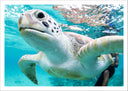 Lámina tortuga en el oceano, tropical, salvaje, naturaleza, animal