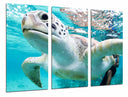 Tríptico tortuga en el oceano, tropical, salvaje, naturaleza, animal