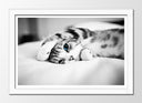 Cuadro enmarcado blanco gato en la cama, blanco y negro, ojos azules