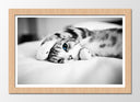 Cuadro enmarcado natural gato en la cama, blanco y negro, ojos azules
