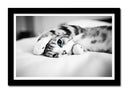 Cuadro enmarcado negro gato en la cama, blanco y negro, ojos azules
