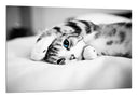 Cuadro gato en la cama, blanco y negro, ojos azules