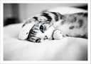 Lámina gato en la cama, blanco y negro, ojos azules